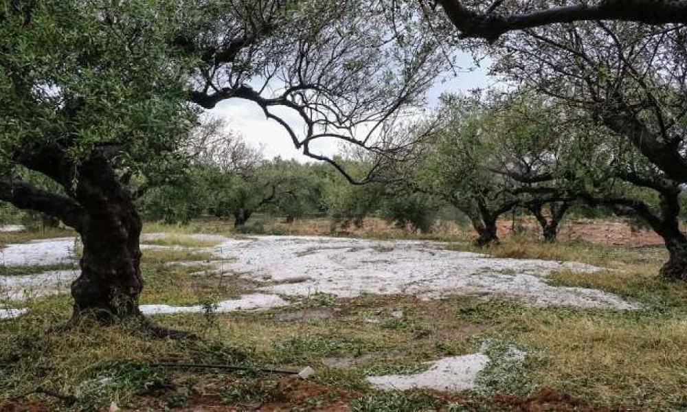 Σφοδρή χαλαζόπτωση και στην Εύβοια -Κατάλευκοι οι δρόμοι (βίντεο)